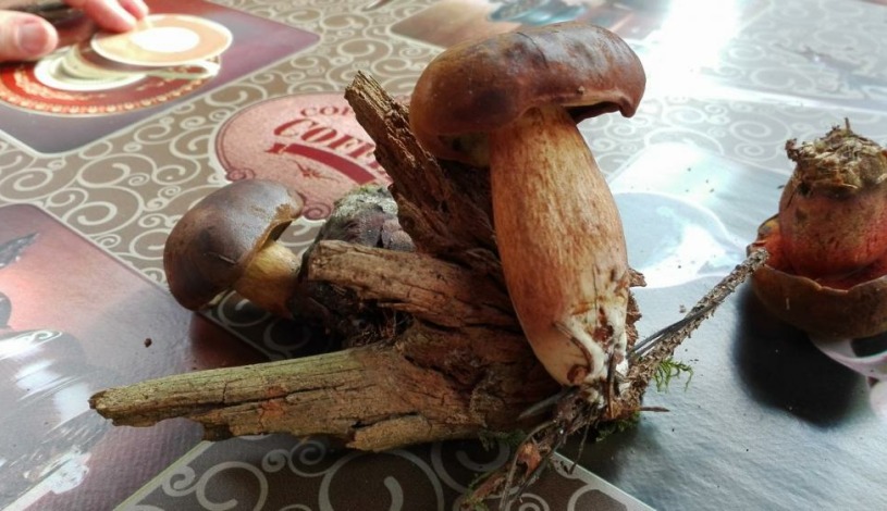 Modrokamenná bouda Janské Lázně